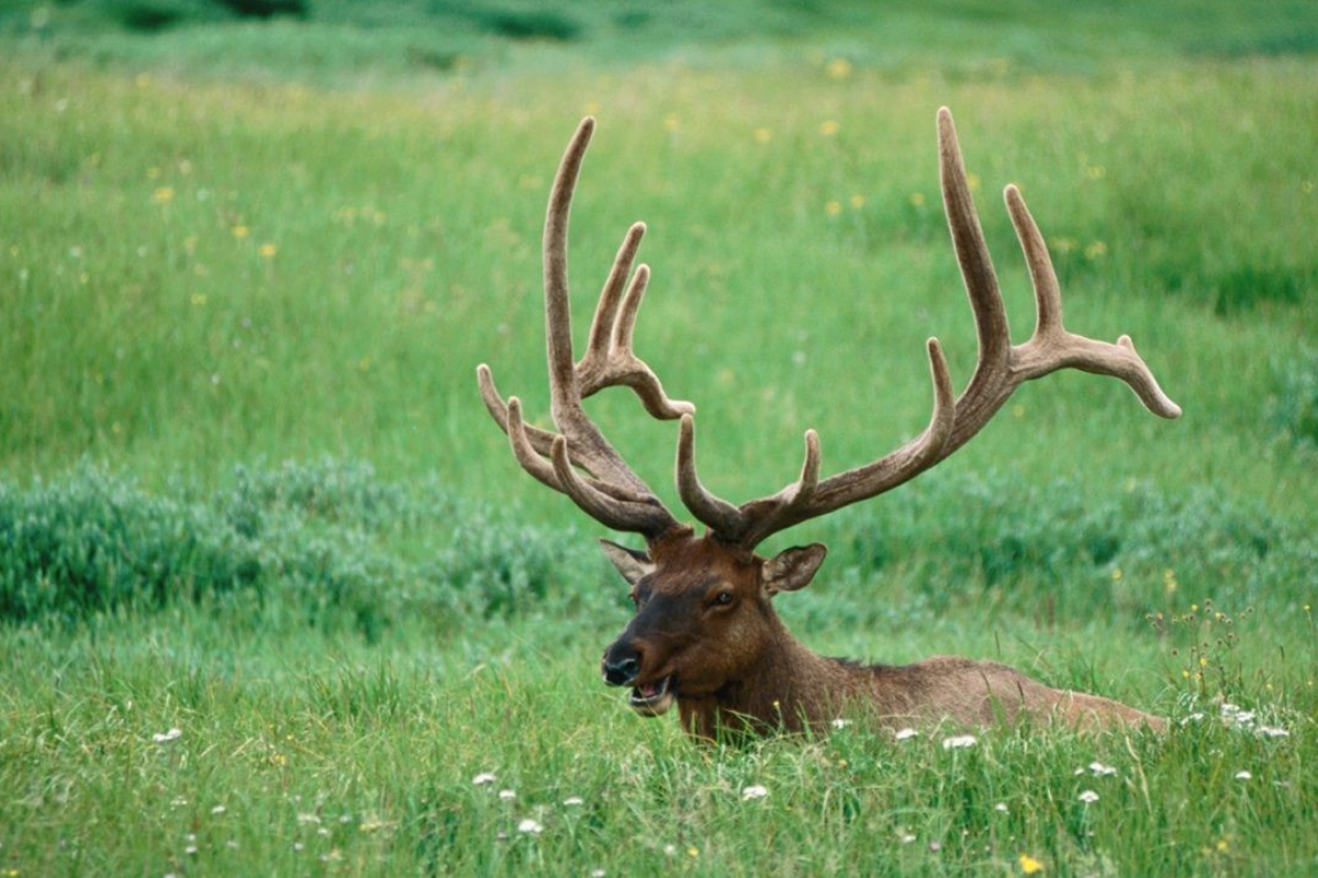 unique wildlife encounters