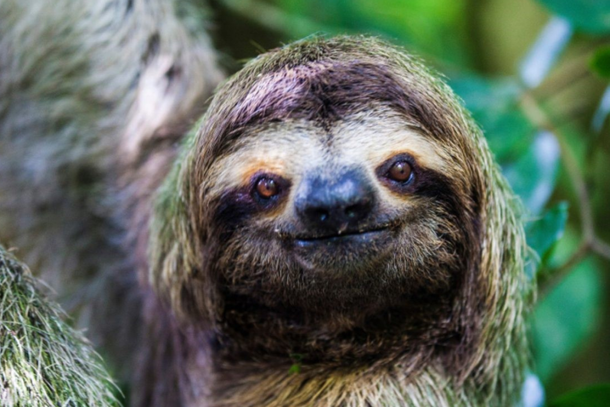 sloths wildlife