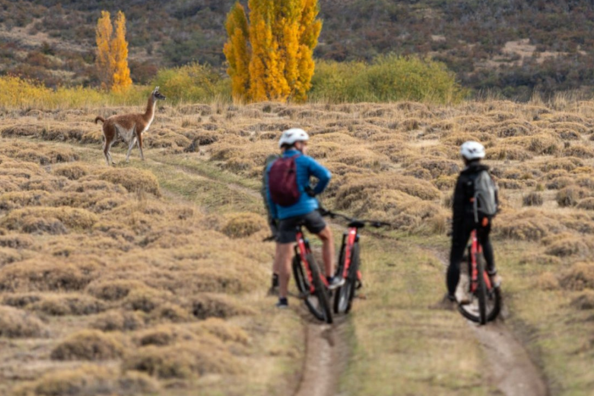 wildlife encounter