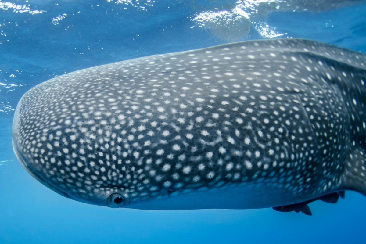 whale shark encounter